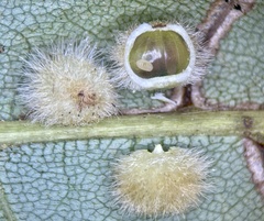Caryomyia hirtiglobus