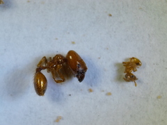 Pheidole micula