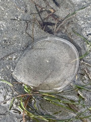 Aequorea victoria