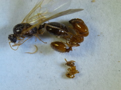 Pheidole micula