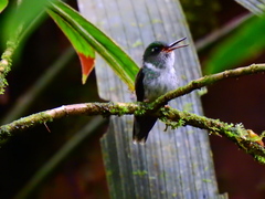 Phlogophilus hemileucurus