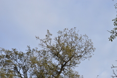 Molothrus rufoaxillaris