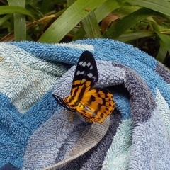 Dysphania subrepleta