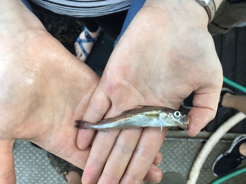 Gadus chalcogrammus