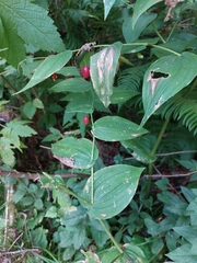 Streptopus amplexifolius