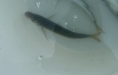 Trachurus symmetricus