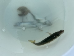 Trachurus symmetricus