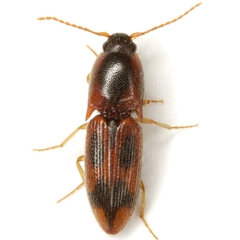 Aeolus scutellatus