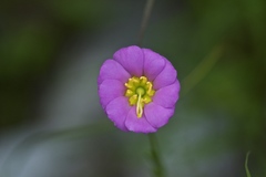 Sabatia kennedyana