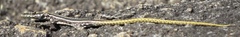 Platysaurus intermedius rhodesianus