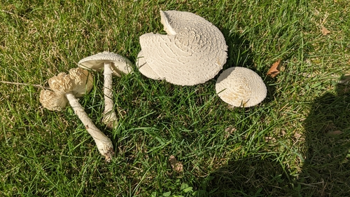 Thiers' lepidella (Saproamanita thiersii)