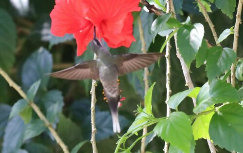 White-bearded Hermit (Phaethornis hispidus), photo 5