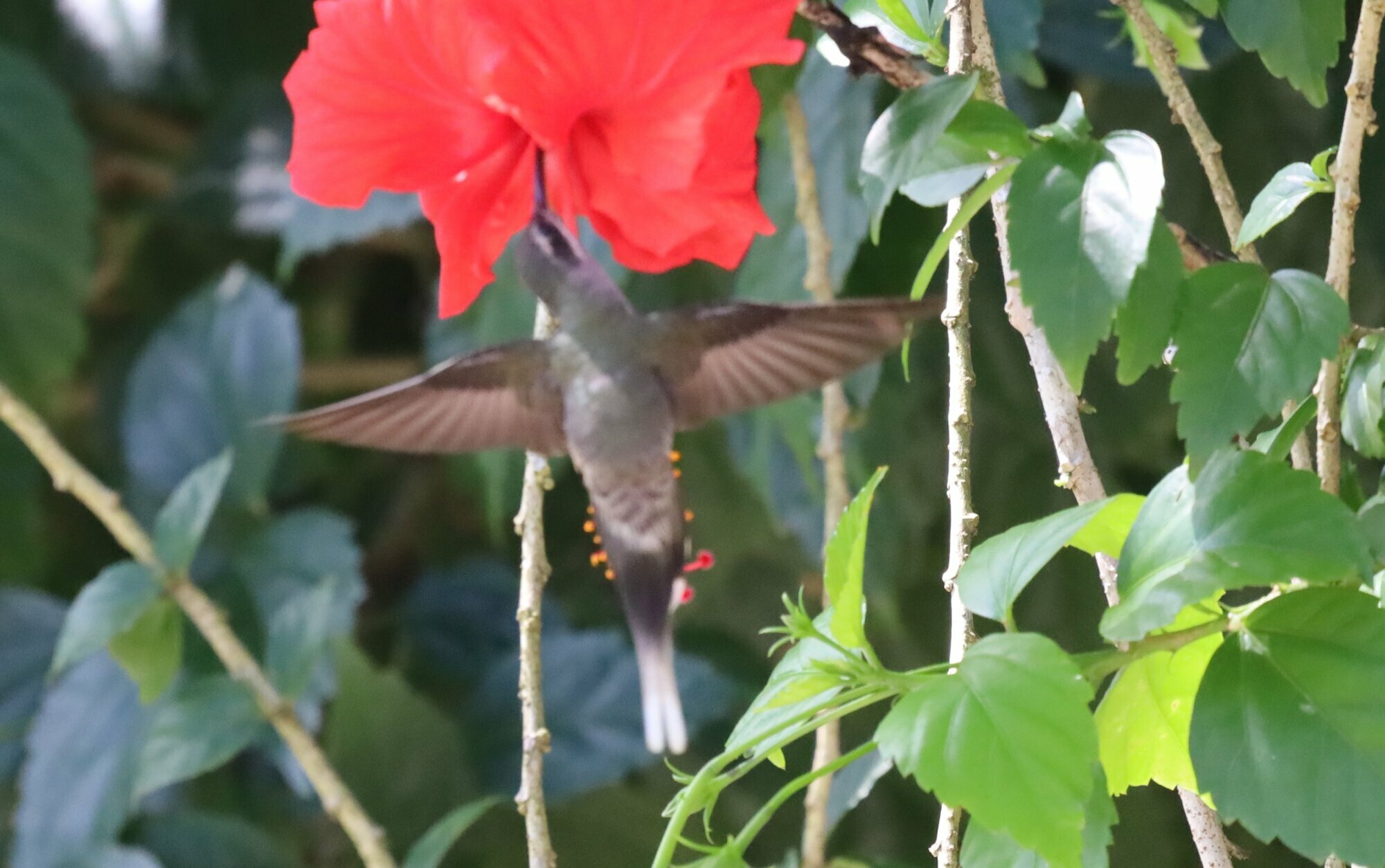 White-bearded Hermit (Phaethornis hispidus), photo 9
