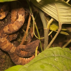 Craspedocephalus andalasensis