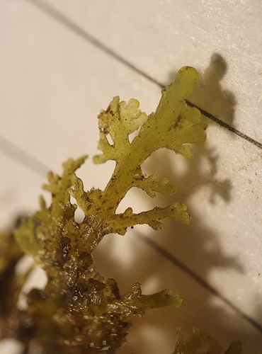 Image of Riccardia multifida by no rights reserved