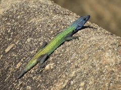 Platysaurus intermedius rhodesianus