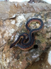 Xenopholis undulatus