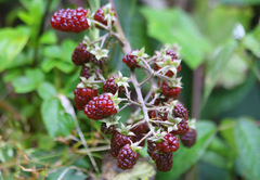 Rubus