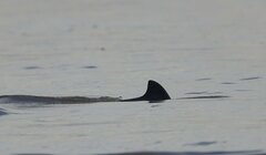 Sotalia fluviatilis