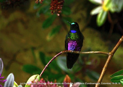 Coeligena helianthea