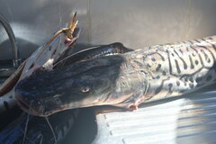 Pseudoplatystoma tigrinum