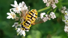 Myathropa florea