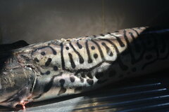 Pseudoplatystoma tigrinum