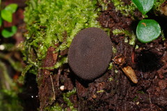 Lycoperdon subincarnatum