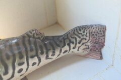 Pseudoplatystoma tigrinum