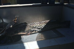 Pseudoplatystoma tigrinum
