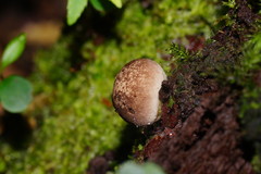 Lycoperdon subincarnatum