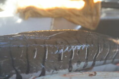 Pseudoplatystoma