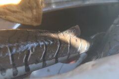 Pseudoplatystoma