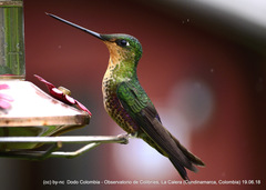 Coeligena helianthea