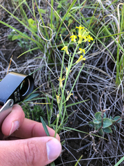 Erysimum inconspicuum