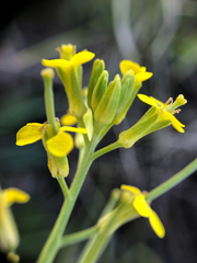 Erysimum inconspicuum