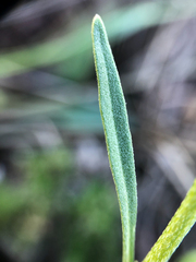 Erysimum inconspicuum