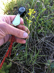 Erysimum inconspicuum