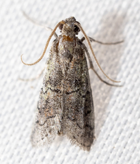 Cacotherapia flexilinealis