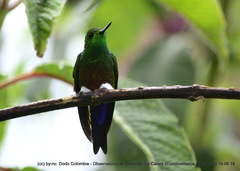 Eriocnemis cupreoventris