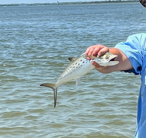 Atlantic Spanish mackerel (Scomberomorus maculatus) — Scombridae — 3