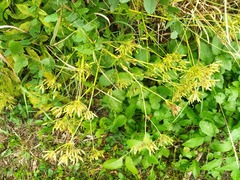 Chaerophyllum aromaticum