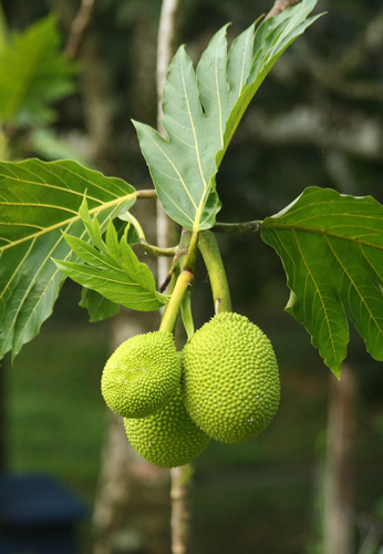 Artocarpus image