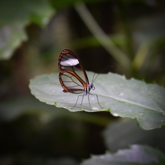 Pseudoscada timna timna