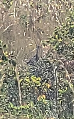 Bartramia longicauda