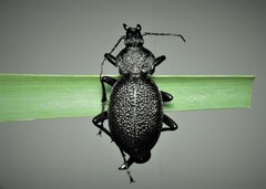 Carabus gigas