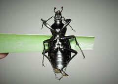 Carabus gigas