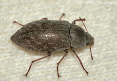 Epitragodes tomentosus