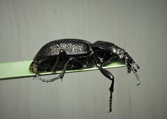 Carabus gigas