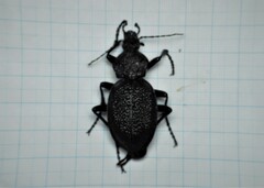 Carabus gigas